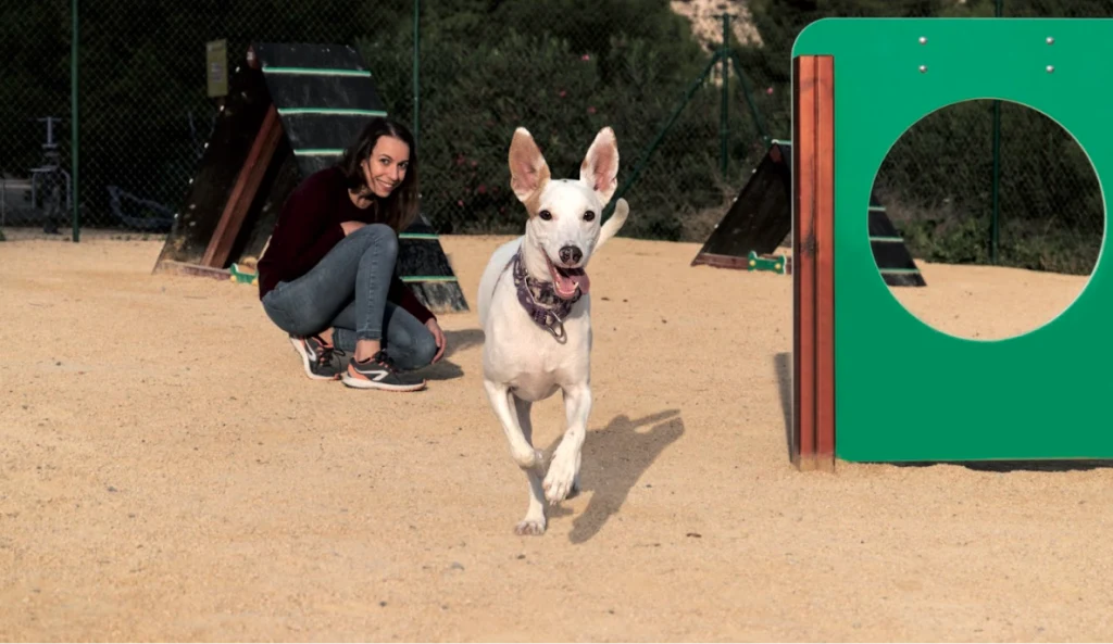 ¿Por qué Benidorm es un buen destino para visitar con un perro?