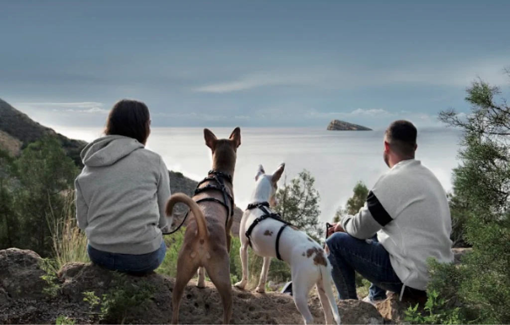 Benidorm Pet Friendly