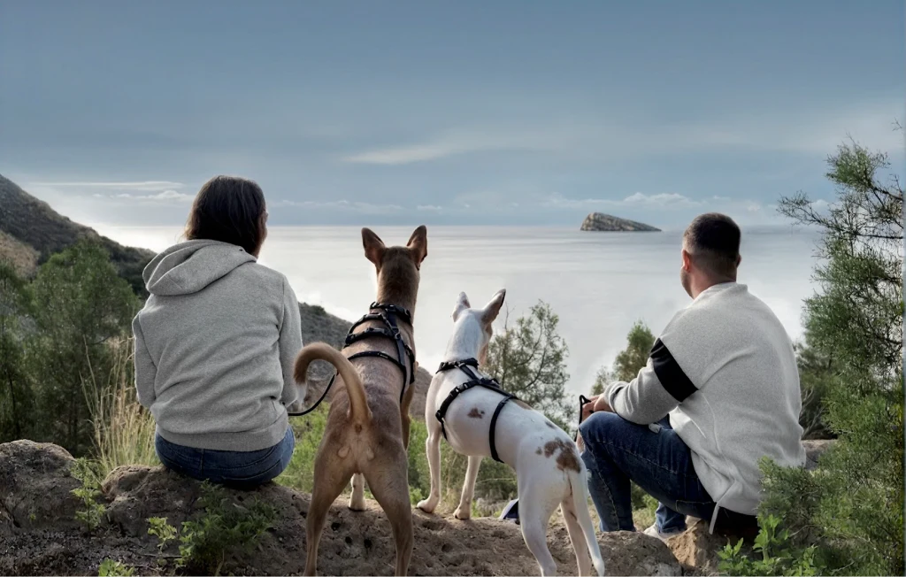 Indicaciones de protección para perros