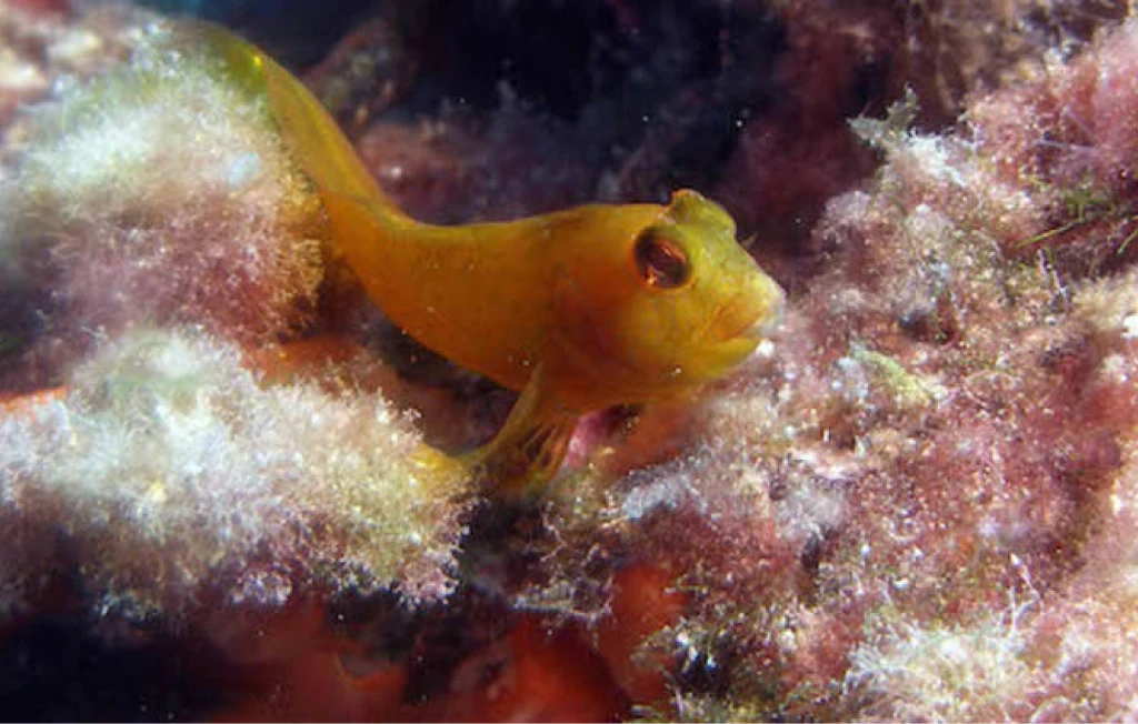 Explorando los fondos marinos