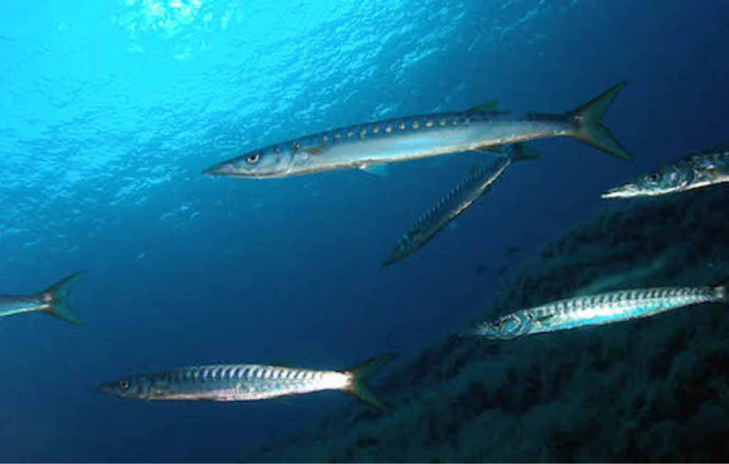 La biodiversidad de la Isla de Benidorm
