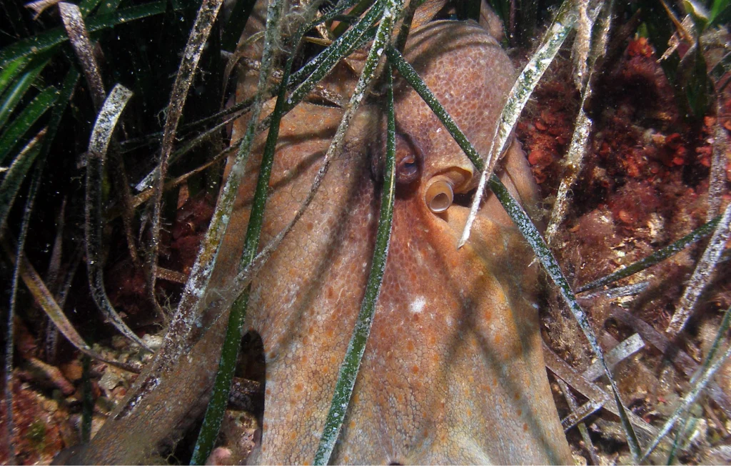 Explorando los fondos marinos