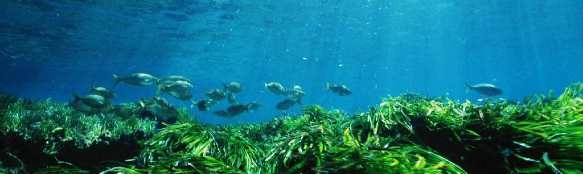 Ruta Almadrava Snorkel