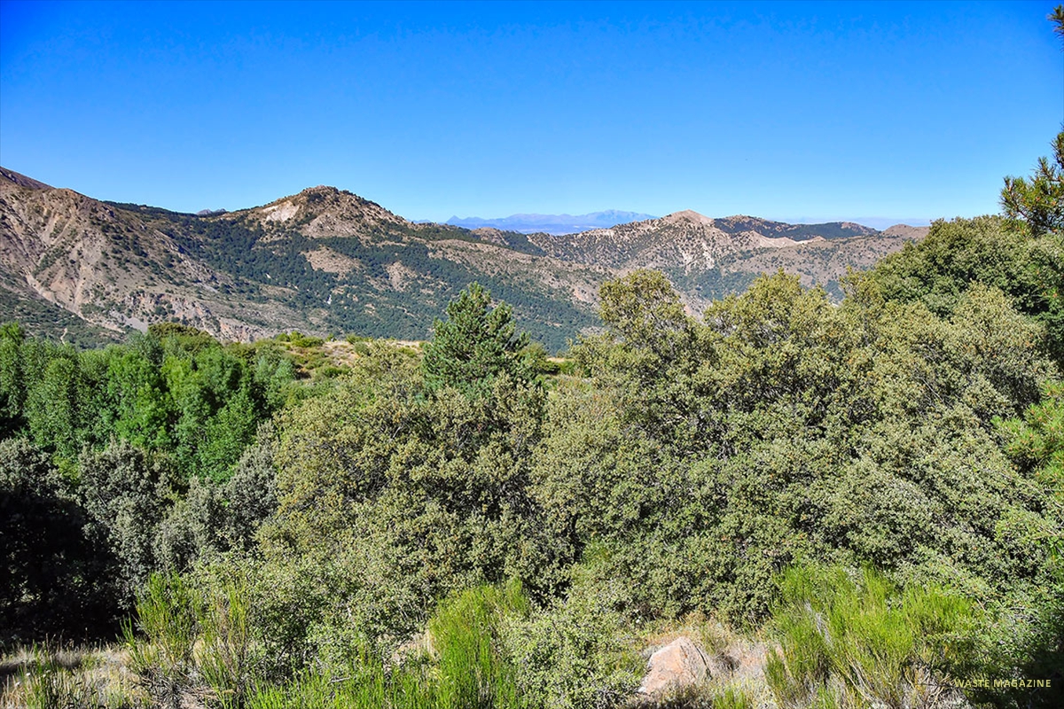 Paraje natural de enebros y sabinas